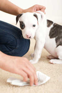 Pet Odor and Stain Removal